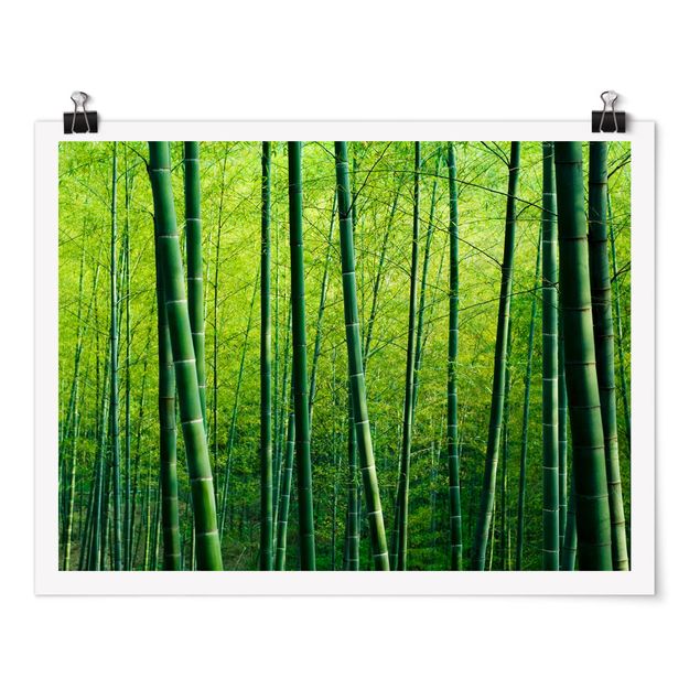 Obrazy drzewa Las bambusowy