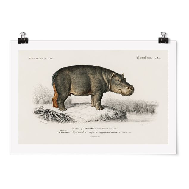Obrazy na ścianę krajobrazy Tablica edukacyjna w stylu vintage Hipopotam
