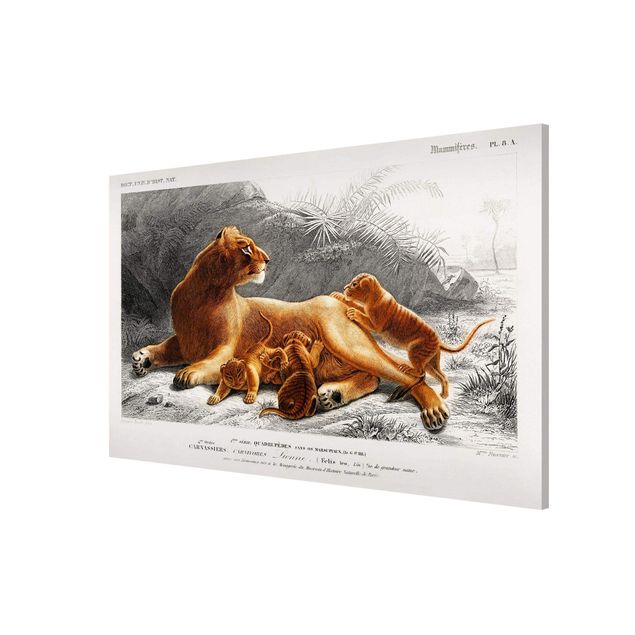 Obrazy na ścianę krajobrazy Tablica edukacyjna w stylu vintage Lwica z młodymi lwiątkami