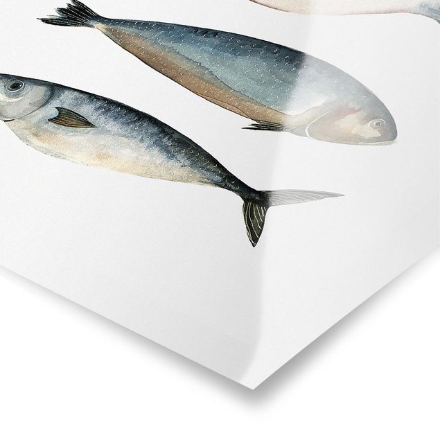 Obraz niebieski Cztery ryby w akwareli II