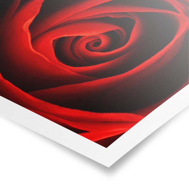 Czerwony obraz Piękna róża