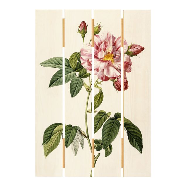 Reprodukcje obrazów Pierre Joseph Redouté - Rosa Gallica Róża