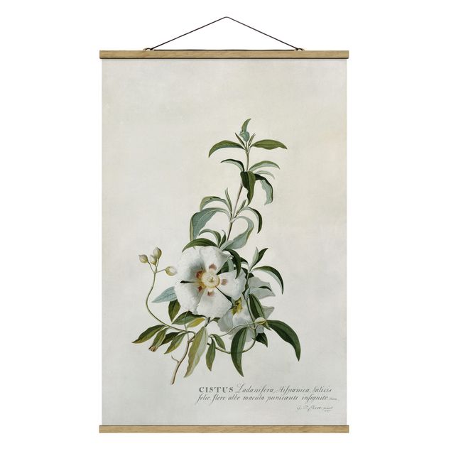 Obrazy z motywem kwiatowym Georg Dionysius Ehret - Cistus Rose