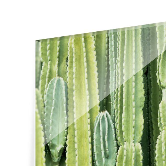 Panel szklany do kuchni - Ściana kaktusów