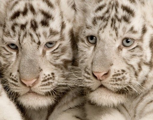 Skrzynka na listy - King Tiger Babies