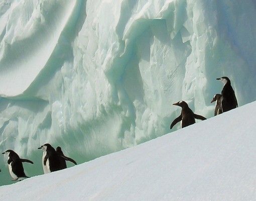 Skrzynka na listy - Pingwiny arktyczne