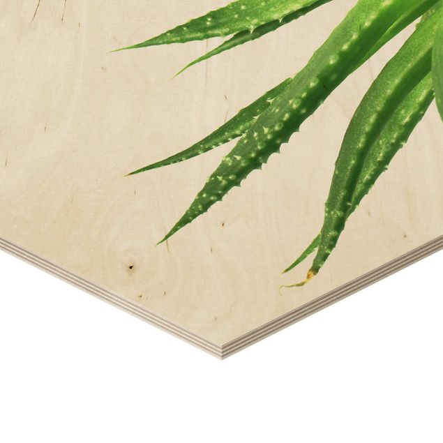Obraz heksagonalny z drewna - Aloe Vera