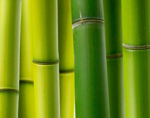 Skrzynka na listy - Rośliny bambusowe