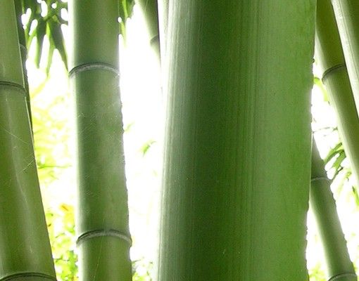 Skrzynka na listy - Drzewa bambusowe Nr 2