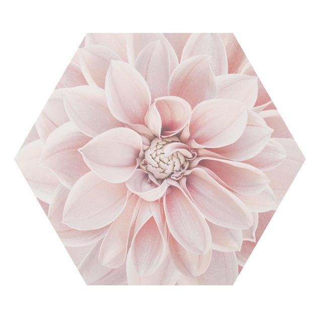 Obrazy kwiatowe Dahlia w kolorze pudrowego różu