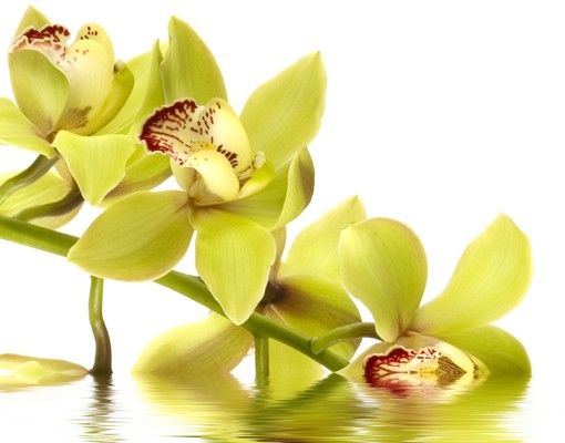 Skrzynka na listy - Eleganckie wody orchidei