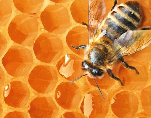 Skrzynka na listy - Pszczoła miodna