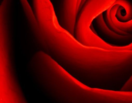 Skrzynka na listy - Piękna róża