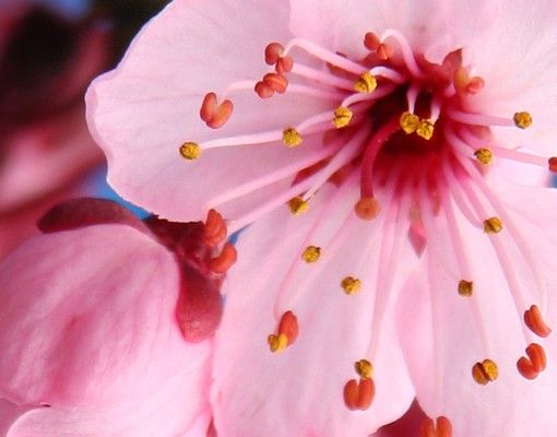 Skrzynka na listy - kwiat wiśni