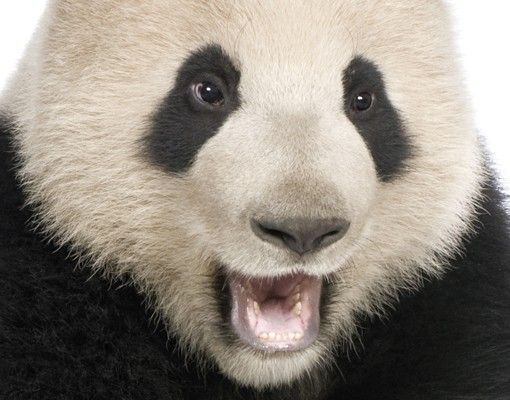 Skrzynka na listy - Śmiejąca się panda