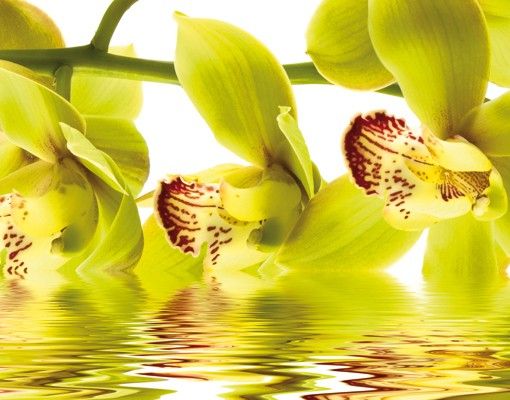 Skrzynka na listy - Wspaniałe wody orchidei