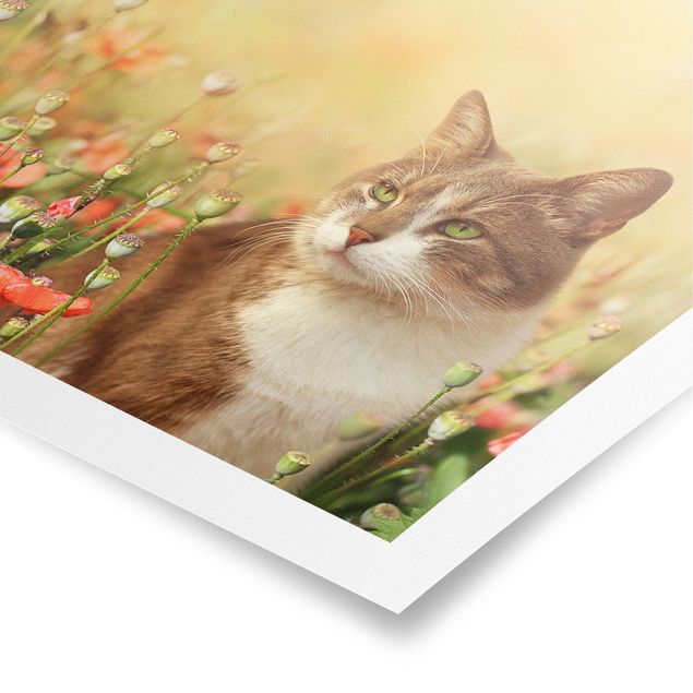 Obrazy nowoczesne Kot w makowym polu