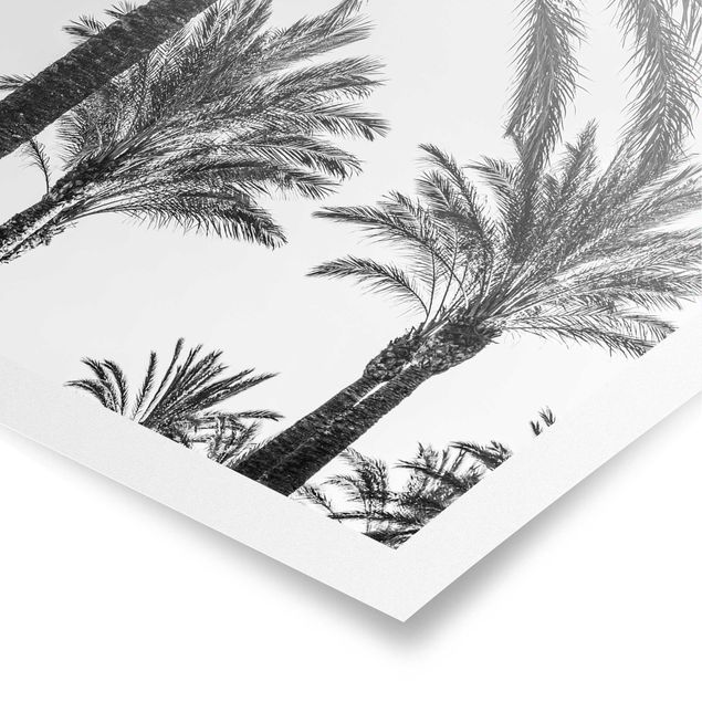 Czarno białe obrazy Palmy o zachodzie słońca, czarno-białe