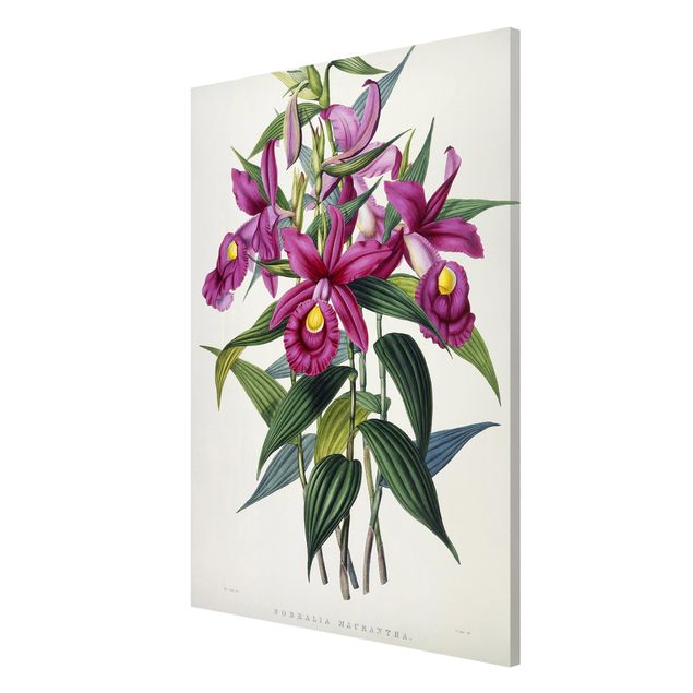 Obrazy do salonu nowoczesne Maxim Gauci - Orchidea I