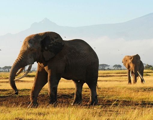 Skrzynka na listy - Słonie na tle Kilimandżaro w Kenii
