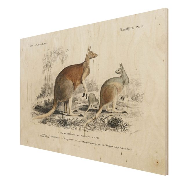 Obrazy drewniane Tablica edukacyjna w stylu vintage Kangur