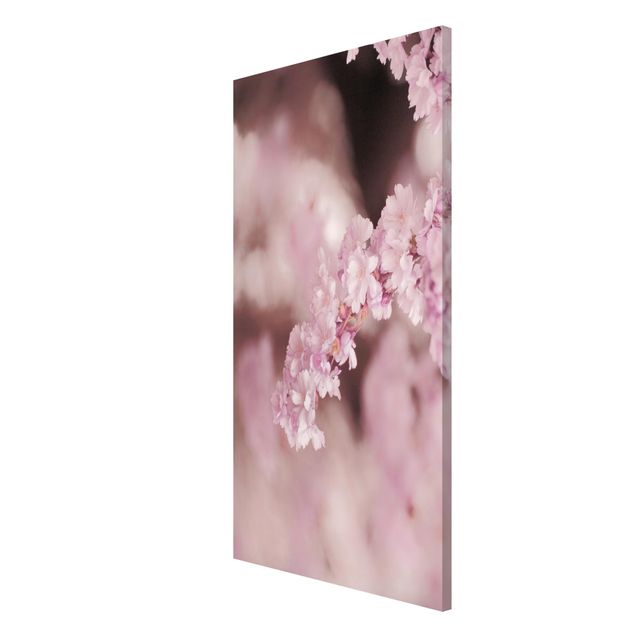 Nowoczesne obrazy Kwiat wiśni w fioletowym świetle
