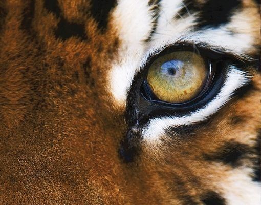 Skrzynka na listy - Oczy tygrysa