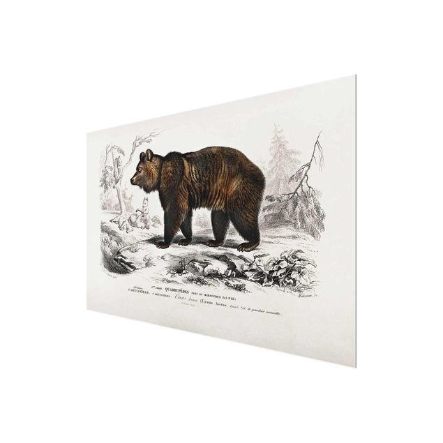 Obrazy ze zwierzętami Tablica edukacyjna w stylu vintage Niedźwiedź brunatny