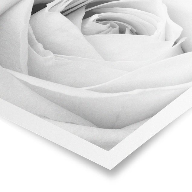 Czarno białe obrazy Róża z bliska