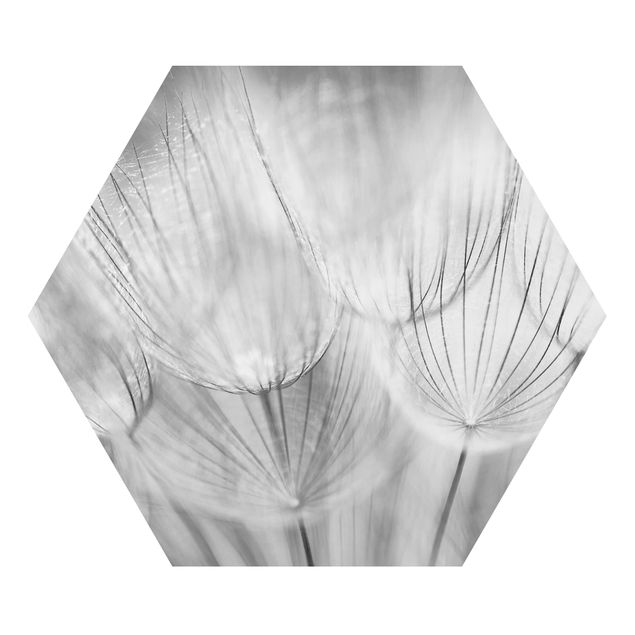 Obrazy motywy kwiatowe Zdjęcie makro mniszka lekarskiego w czerni i bieli