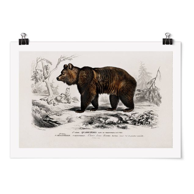 Obrazy ze zwierzętami Tablica edukacyjna w stylu vintage Niedźwiedź brunatny