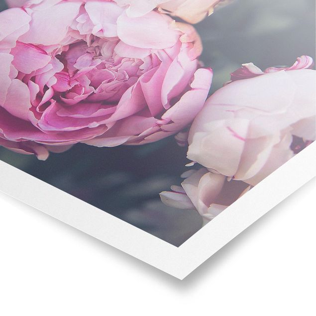 Różowy obraz Peony Blossom Shabby