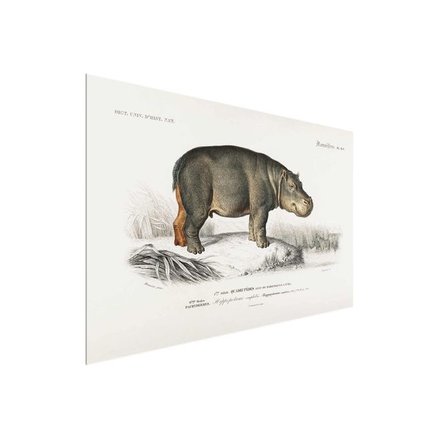 Obrazy na szkle krajobraz Tablica edukacyjna w stylu vintage Hipopotam