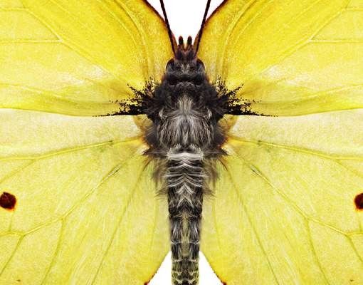 Skrzynka na listy - Motyl cytrynowy