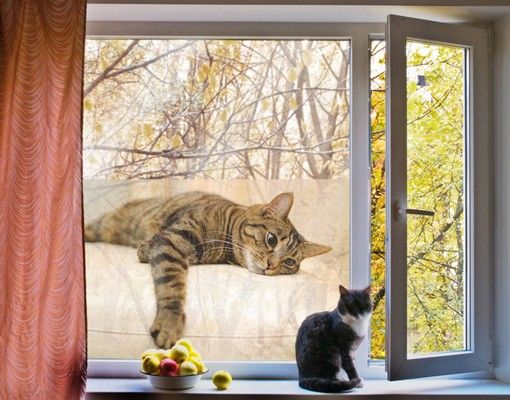 Folia okienna - Wyluzuj kotka