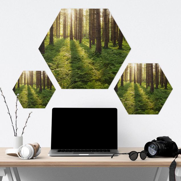 Obrazy na ścianę Promienie słońca w zielonym lesie