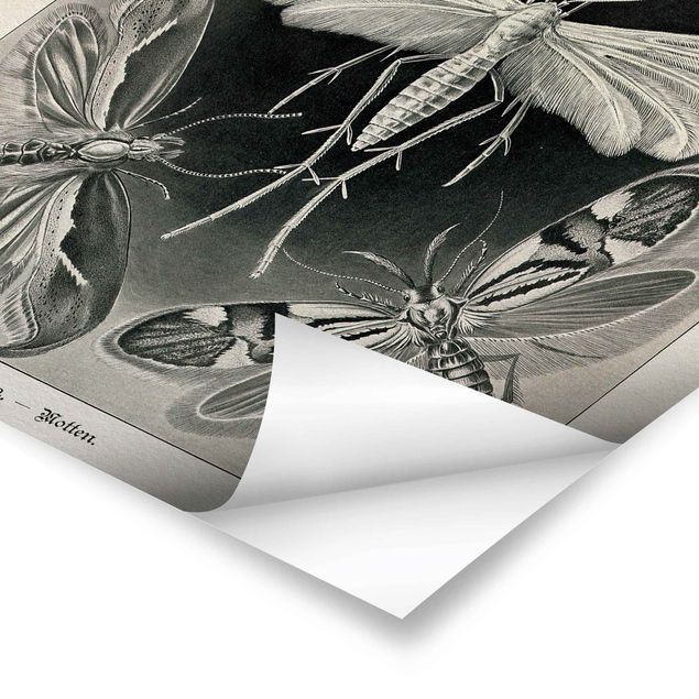 Obrazki czarno białe Tablica edukacyjna w stylu vintage Motyle i ćmy