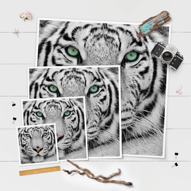 Plakaty czarno białe Biały tygrys