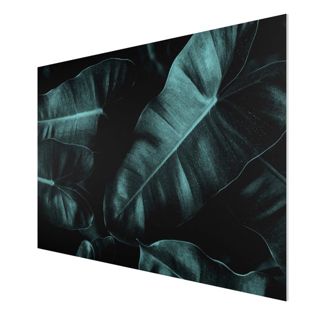 Nowoczesne obrazy Liście dżungli ciemnozielone