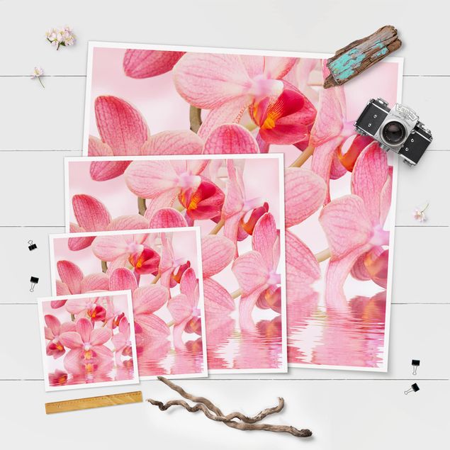Plakaty na sciane Różowe storczyki na wodzie