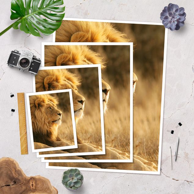 Plakaty ze zwierzętami Król lew