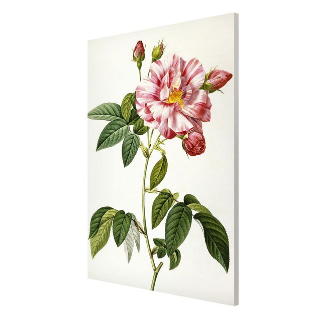 Obrazy nowoczesne Pierre Joseph Redouté - Rosa Gallica Róża