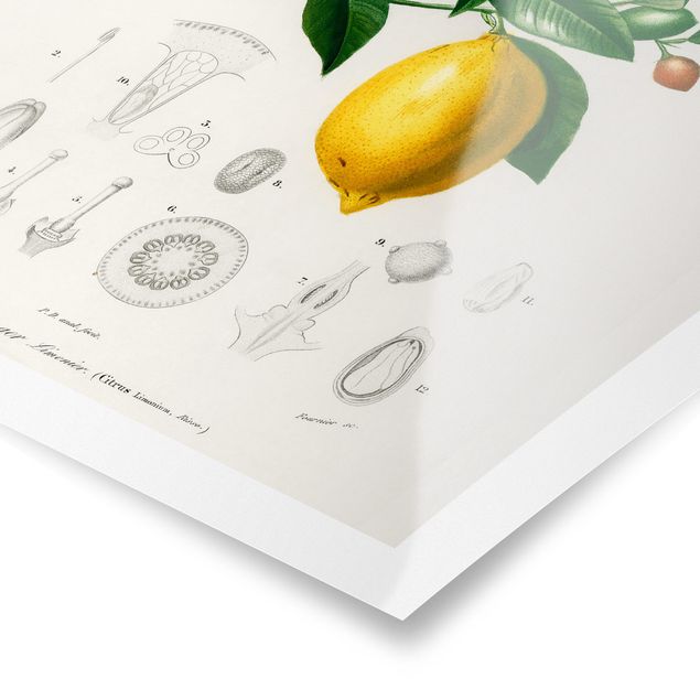 Obrazy motywy kwiatowe Botany Vintage Illustration Lemon