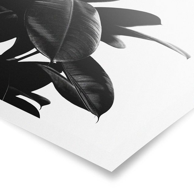 Obrazy motywy kwiatowe Rubber Tree Leaves czarno-biały