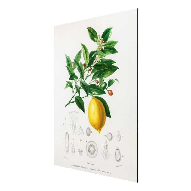 Obraz vintage Botany Vintage Illustration Lemon