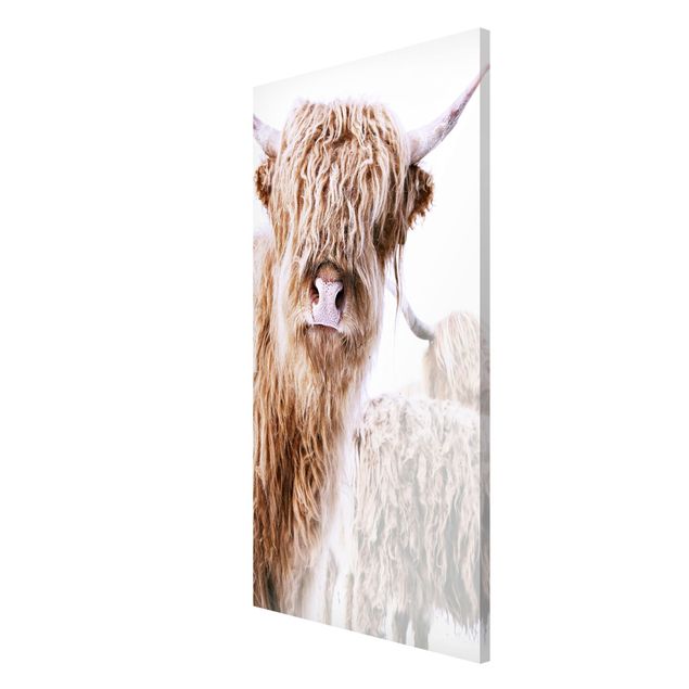 Obrazy nowoczesne Highland cattle Karlo