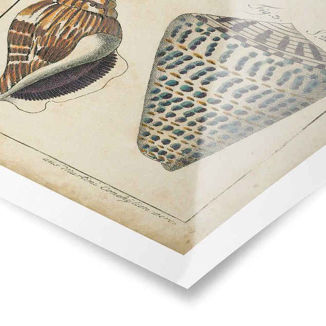 Plaża obraz Tablica edukacyjna vintage rysowanie muszli w Kolorowe wzory