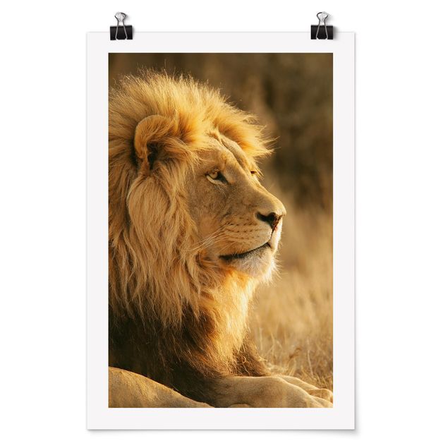 Zwierzęta obrazy Król lew