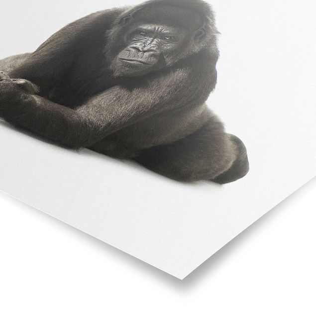 Zwierzęta obrazy Recumbent Gorilla II