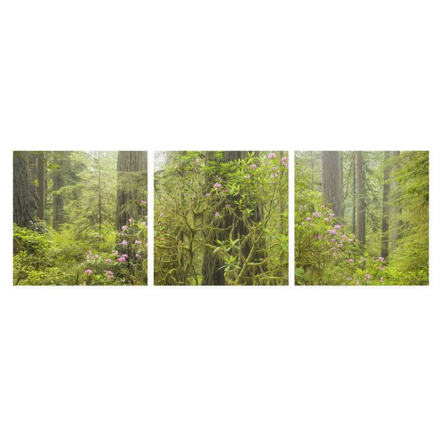 Obrazy natura Del Norte Coast Redwoods State Park Kalifornia